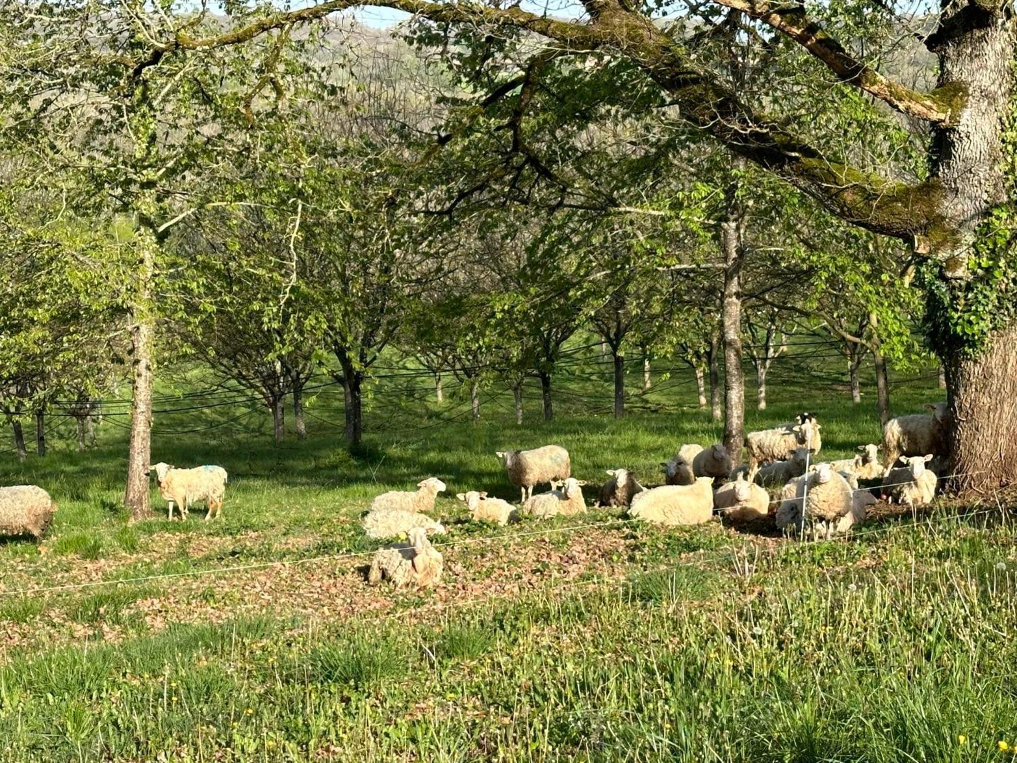 Вилла Domaine La Noyeraie Perigord Noir Paulin Экстерьер фото